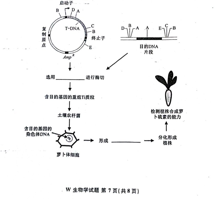 新高考2024七省联考生物试卷及答案解析